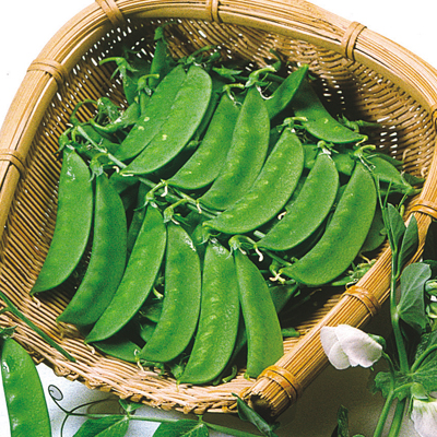 豌豆（えんどう）の品種一覧 ／ 野菜の種の通信販売 - 中原採種場(株)