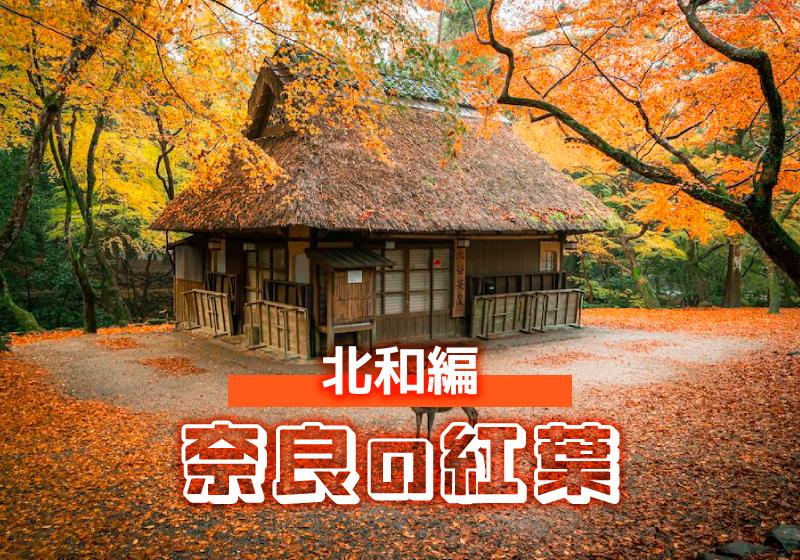 奈良〉錦色に染まる秋の絶景 “奈良の紅葉” おすすめスポット2025［北和
