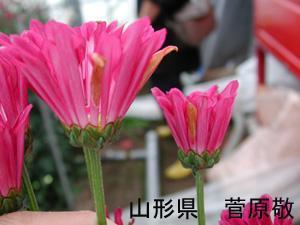 灰色かび病 | 農研機構