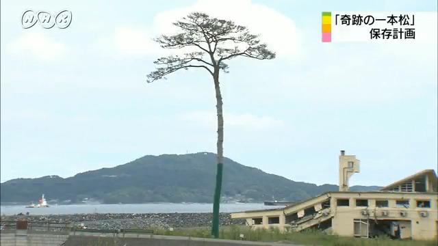 東日本大震災アーカイブス＞復興の軌跡＞奇跡の一本松｜災害｜NHK