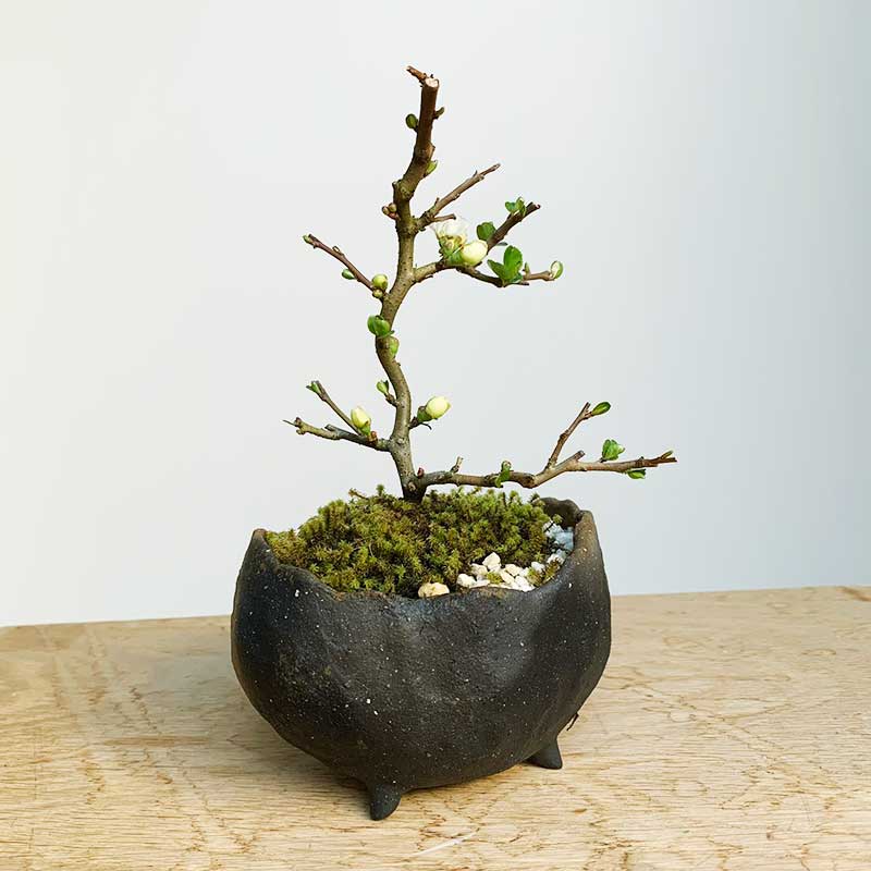 父の日の贈り物に！】年に数回可憐な花が楽しめます【白長寿梅（しろ