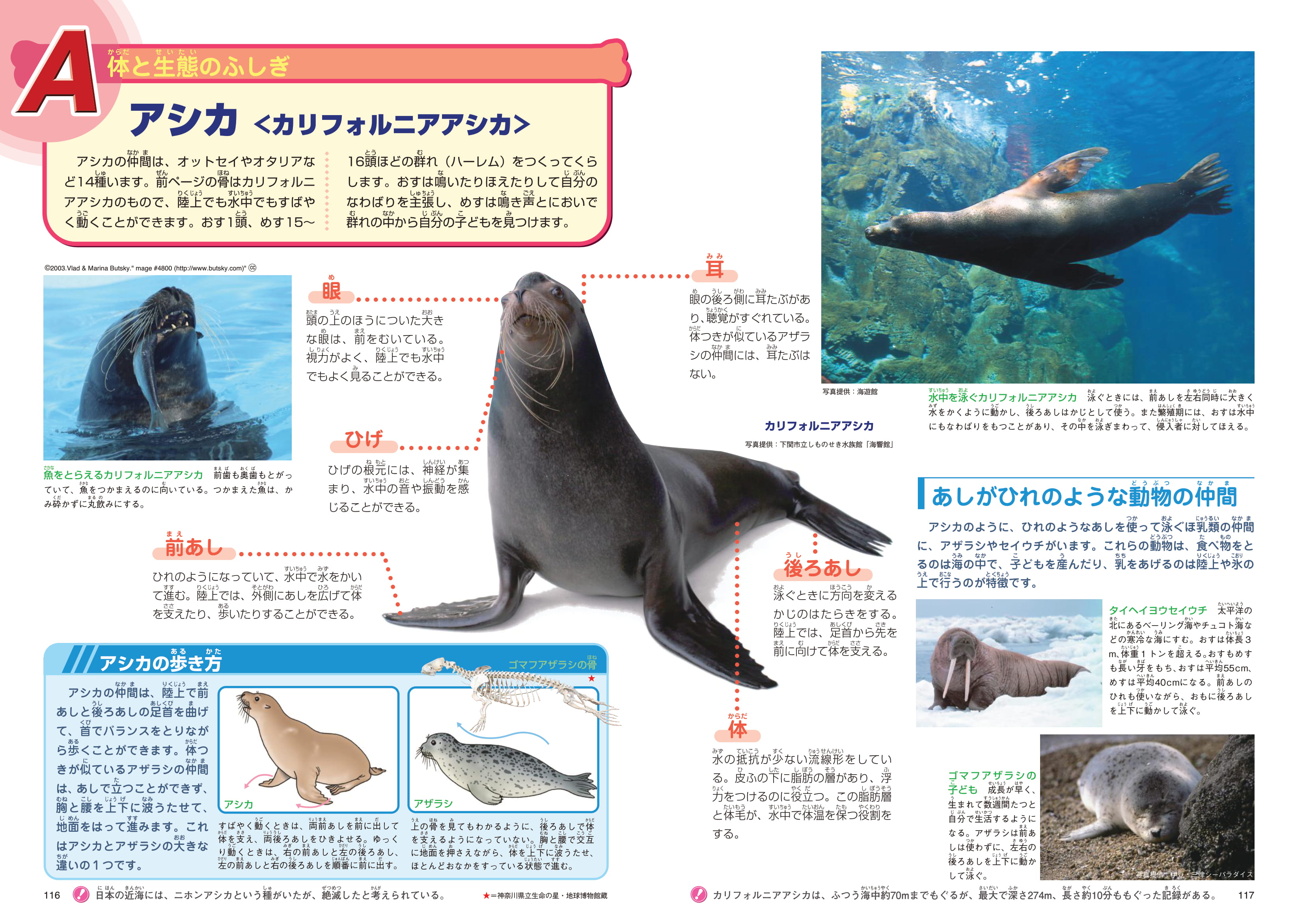 ホネホネ動物ふしぎ大図鑑 - 株式会社日本図書センター