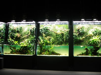 天野尚 NATURE AQUARIUM展』が東京で開催中 - 新潟県内