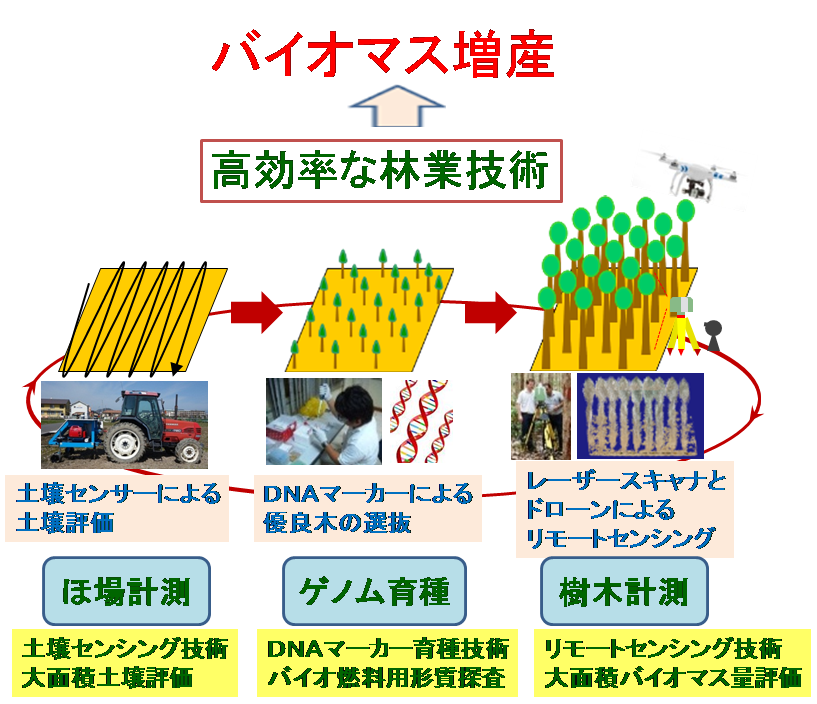 バイオマス生産量を1.8倍以上にできる精密林業技術を開発｜ニュース