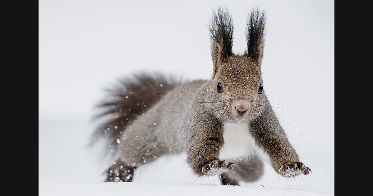 野生動物の世界広がるFE 400-800mm F6.3-8 G OSS 写真家 井上浩輝 氏