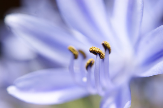 DT 30mm F2.8 Macro SAM 特長 | デジタル一眼カメラα（アルファ） | ソニー