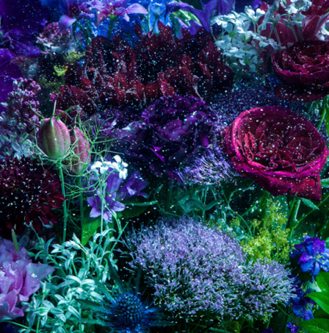 あなたに出会わなければ～夏雪冬花～/星屑ビーナス | Aimer | ソニー