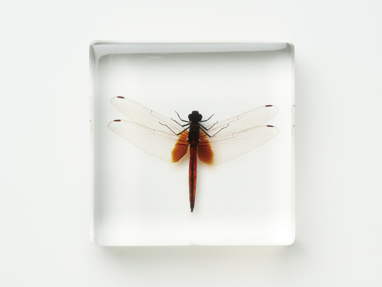 学術標本】種名ニホンジカ 胎児（♂） エタノール浸漬標本 頭胴長約