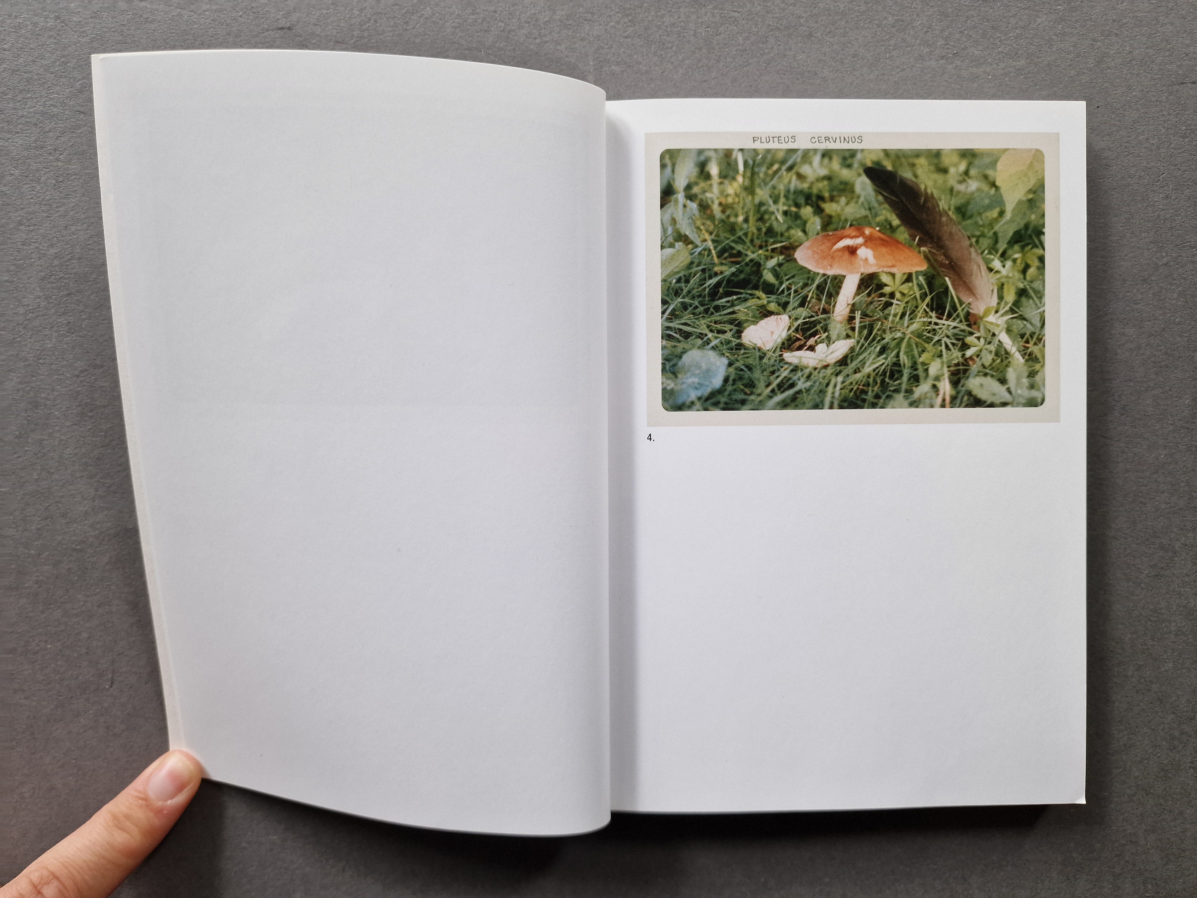 Buy The Mushroom Collector by Jason Fulford Online – Setanta Books