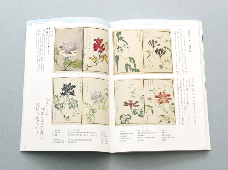 大江戸カルチャーブックス 第八巻 江戸の花競べ ―園芸文化の到来―｜青