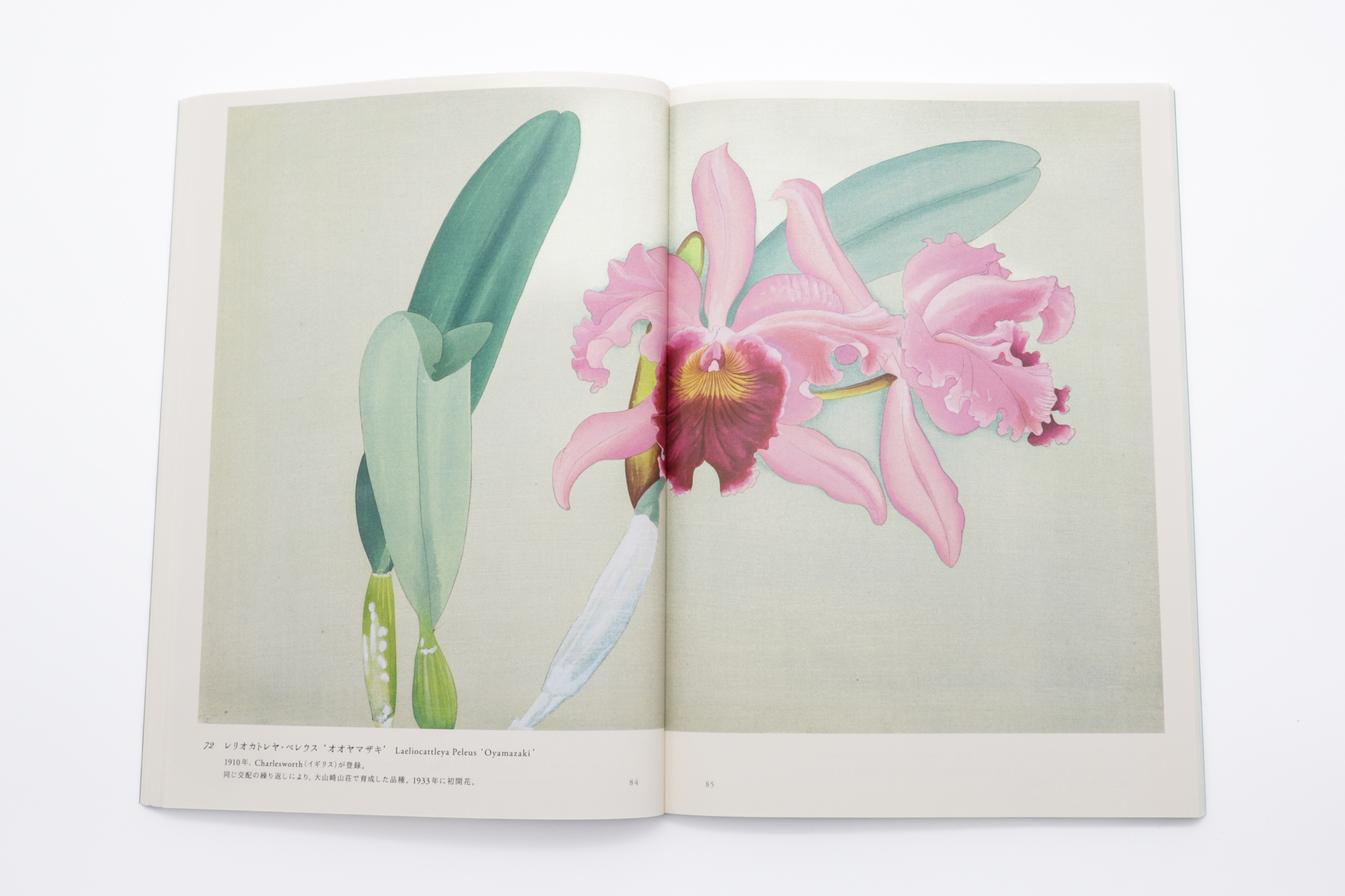 蘭花譜 京都・大山崎山荘 主の愛した蘭｜青幻舎 SEIGENSHA Art