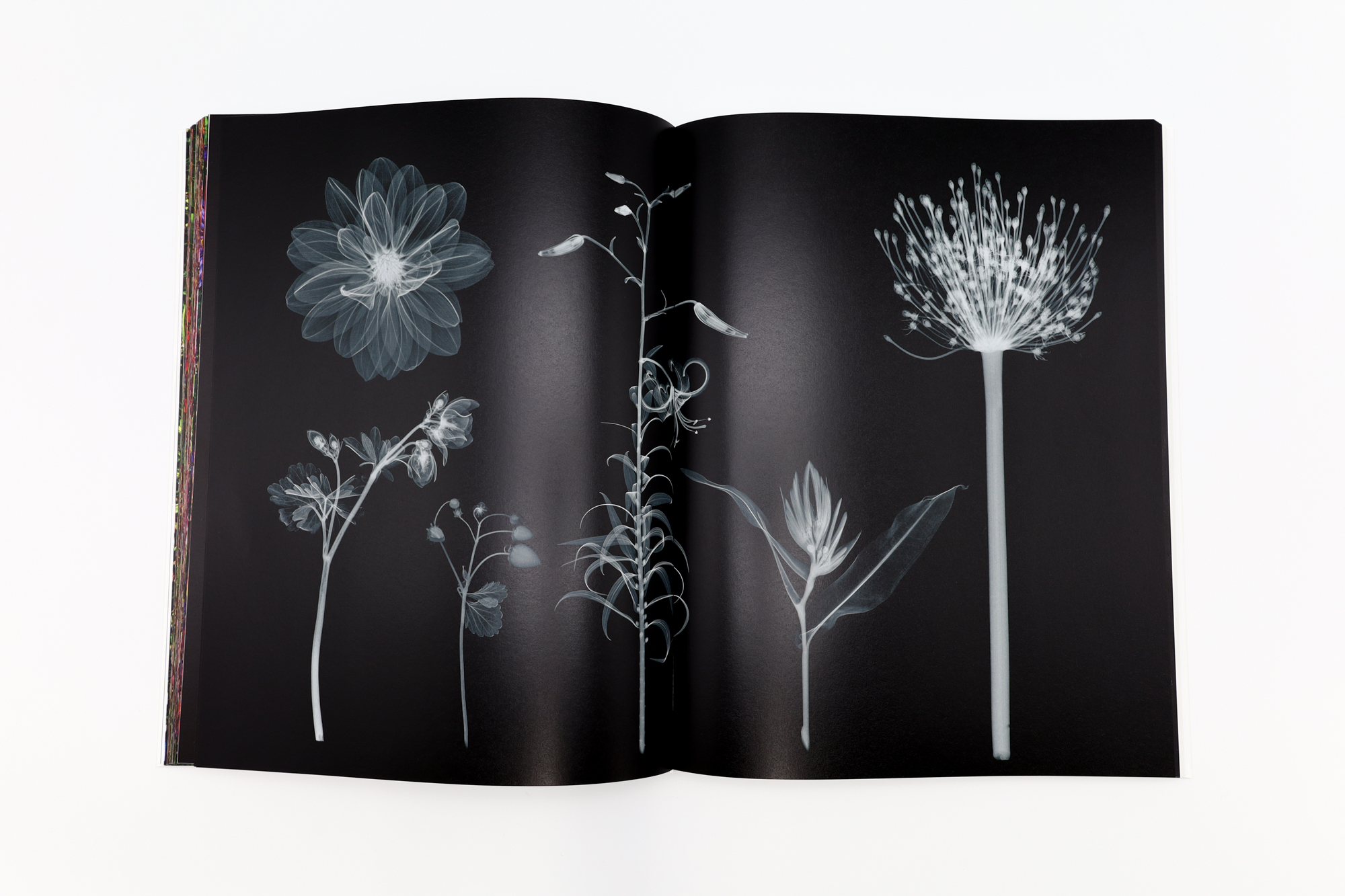 ENCYCLOPEDIA OF FLOWERS Ⅵ 植物図鑑｜青幻舎 SEIGENSHA Art