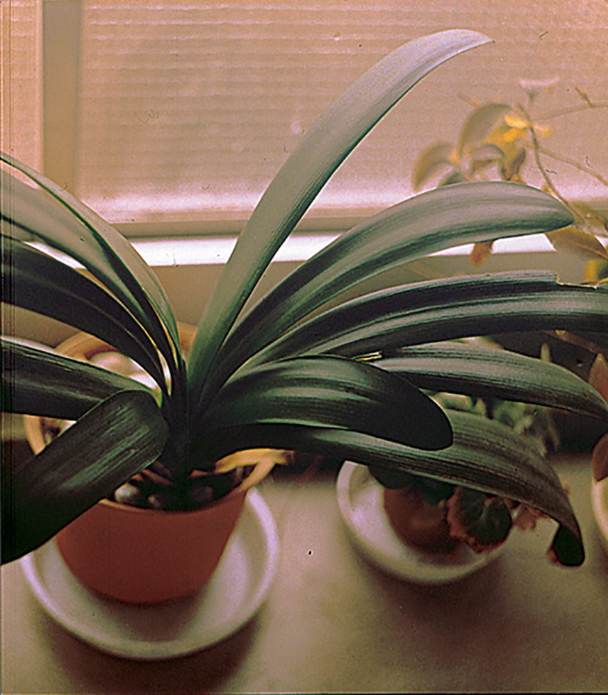 生きている｜青幻舎 SEIGENSHA Art Publishing, Inc.