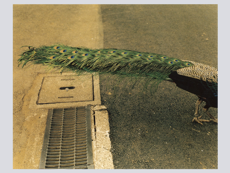 生きている｜青幻舎 SEIGENSHA Art Publishing, Inc.