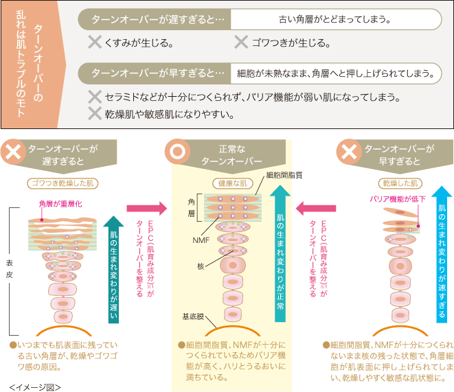 進化するスキンケア エルテオシリーズ | きれいのレシピ by セプテム