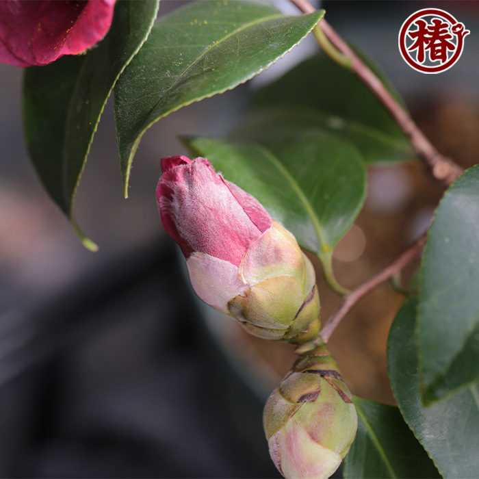 椿園オンラインショップ / 大社紫・たいしゃむらさき