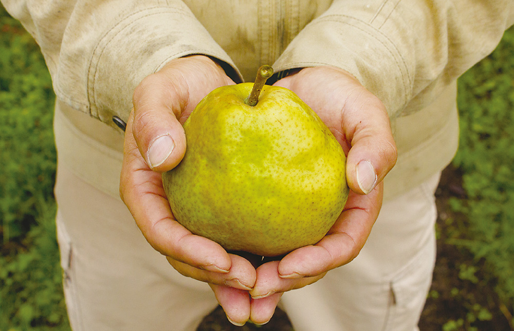 手つぶし ラ・フランスドリンク | セゾンファクトリー WEB SHOP
