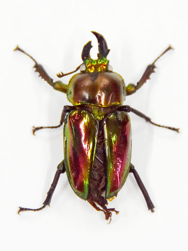 生まれる確率は…珍しい雌雄モザイクのクワガタに驚き 東松山の高3生