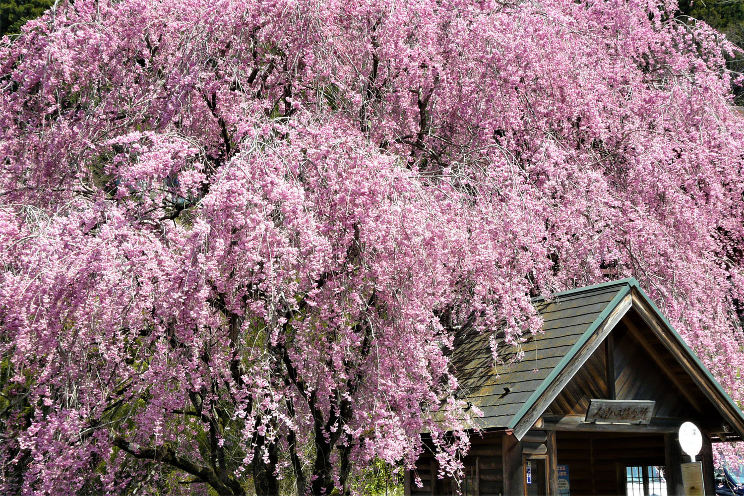 多摩川夢の桜街道