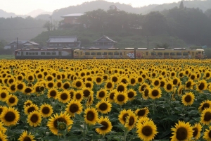 7月5日開催！まんのう町「ひまわりまつり」で夏の絶景とイベントを