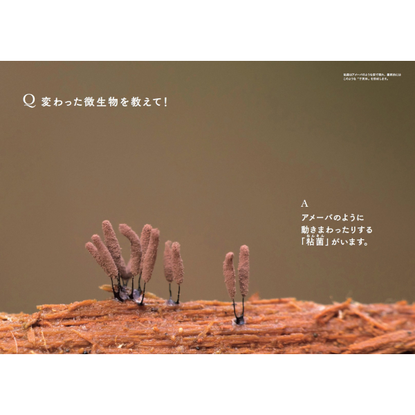 世界でいちばん素敵な微生物の教室 | 三才ブックス