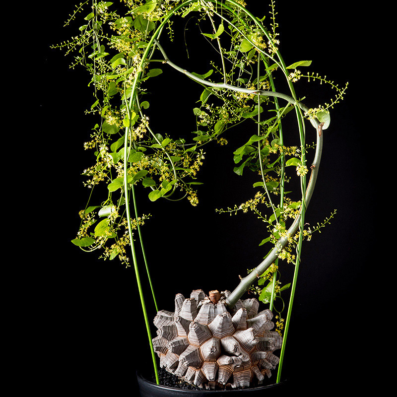 メキシコ亀甲竜 ベアルート株 発根済み ディオスコレア ディオスコレア