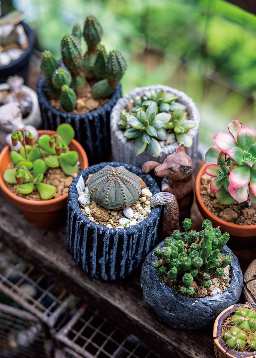 知れば、きっと好きになる多肉植物～好評発売中『趣味の園芸』9月号の