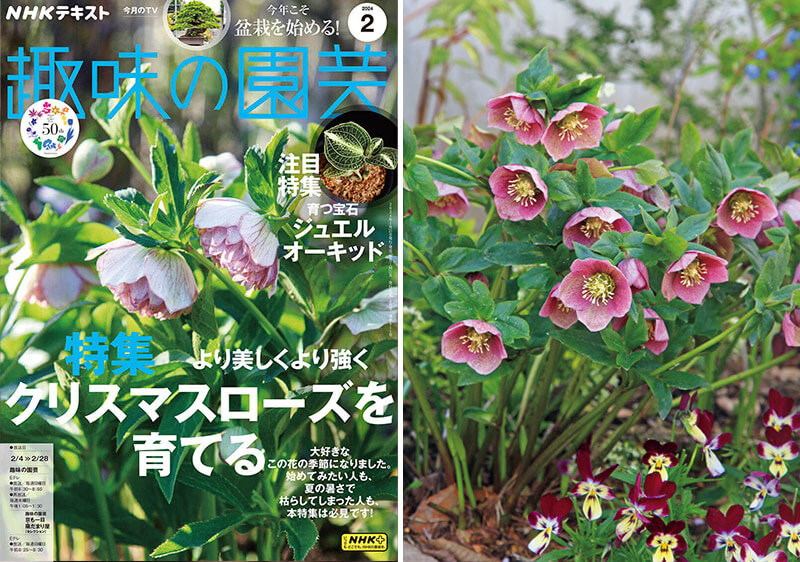 クリスマスローズ、株分けする？しない？大株栽培に関するみなさんから