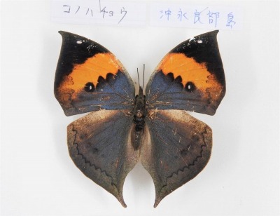 倉敷昆虫館 | 倉敷昆虫館の隠れたチョウのお宝紹介