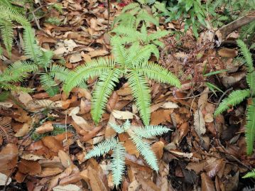 重井薬用植物園 | おかやまの植物事典