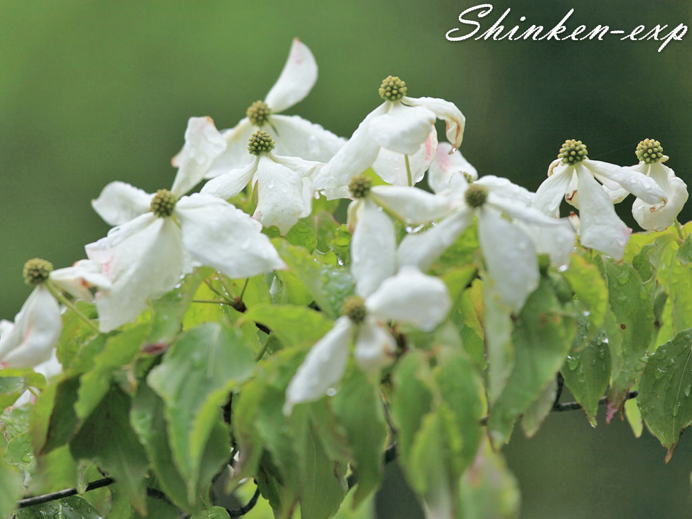 梅雨空のガーデンに映える白い花『ヤマボウシ』 | ガーデン