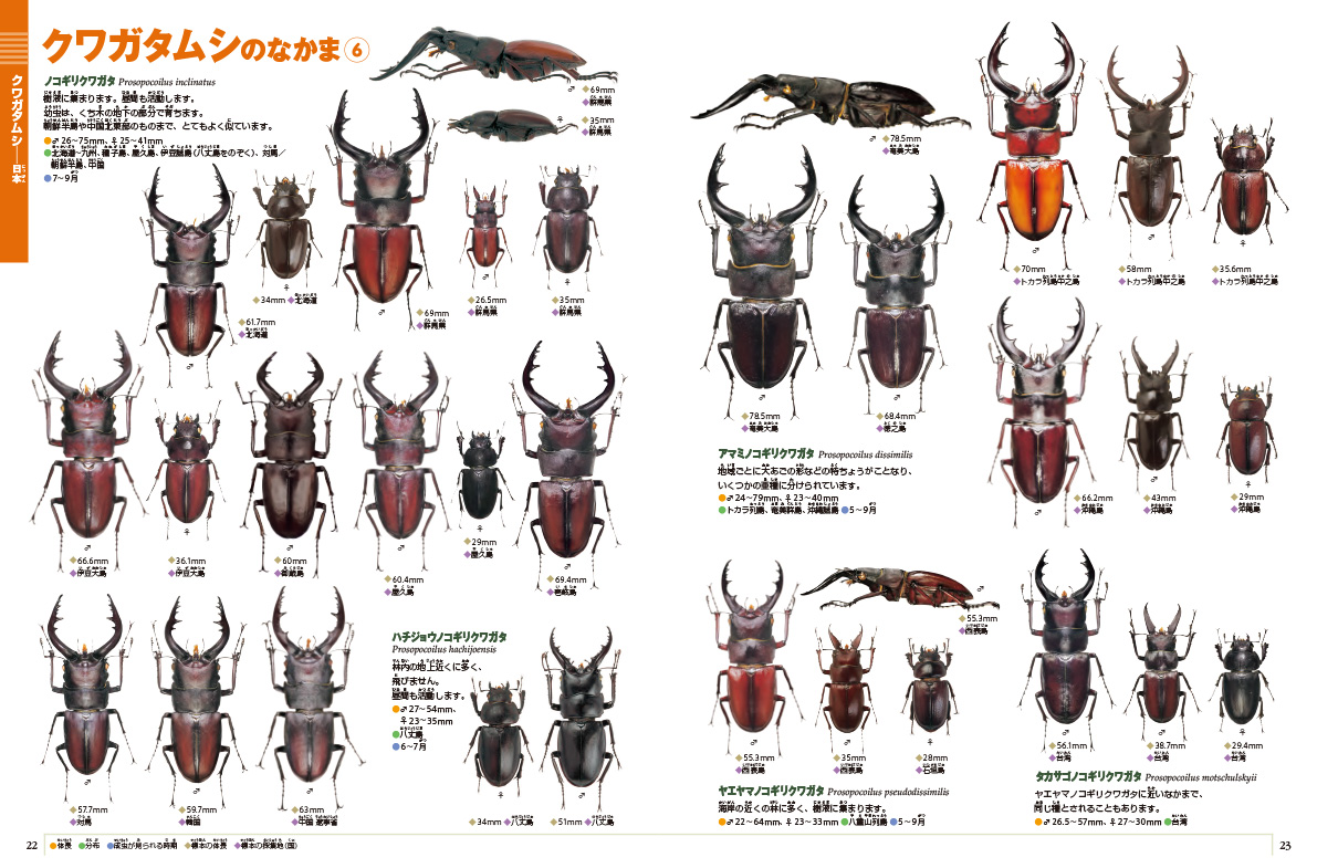 新版］カブトムシ・クワガタムシ | 小学館の図鑑NEOシリーズ | 小学館