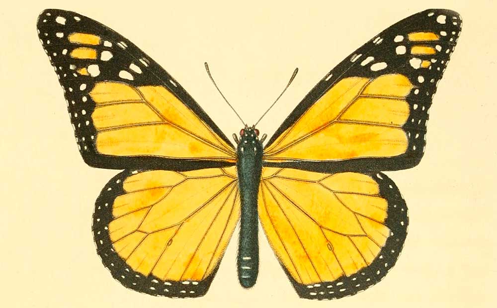 銅版画大作品 Butterfly effect 銅版画大作品 Butterfly effect