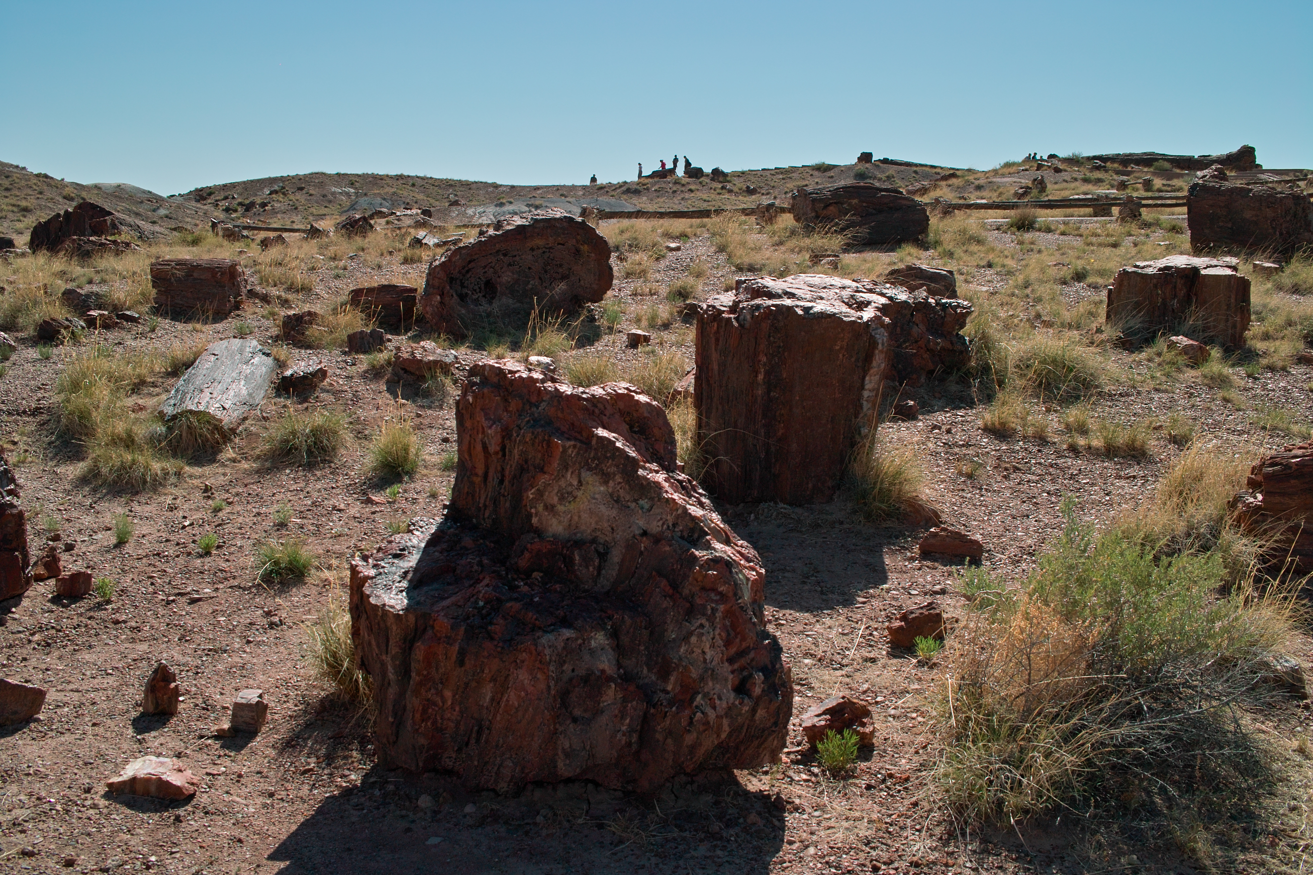 押本龍一 － 私の出会う光景 － 第35回：化石の森国立公園（Petrified
