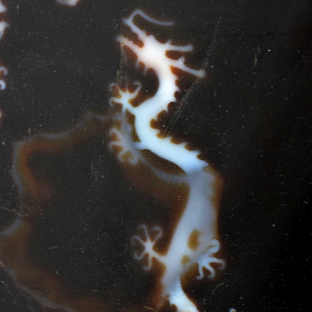 皇帝龍天珠(龍神天珠)五本爪 板状タイプ - 約13.5cm【台座付