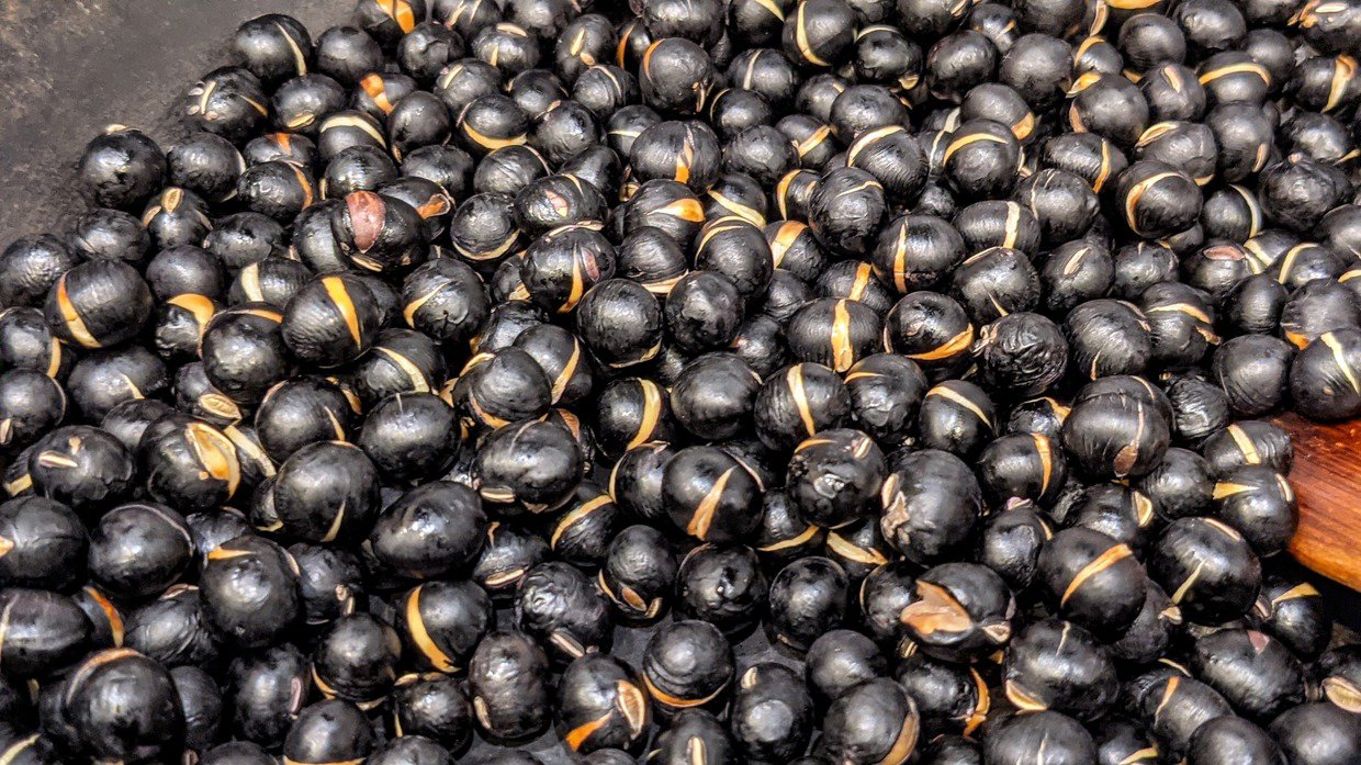 くろまめ・クロマメ・黒豆・Glycine max / ブログ / 酢飯屋 - 文京区