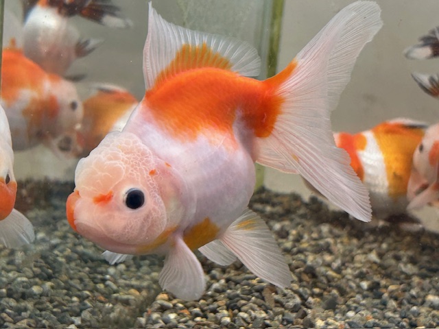 ✨🌸オススメ金魚のご紹介です🌸✨