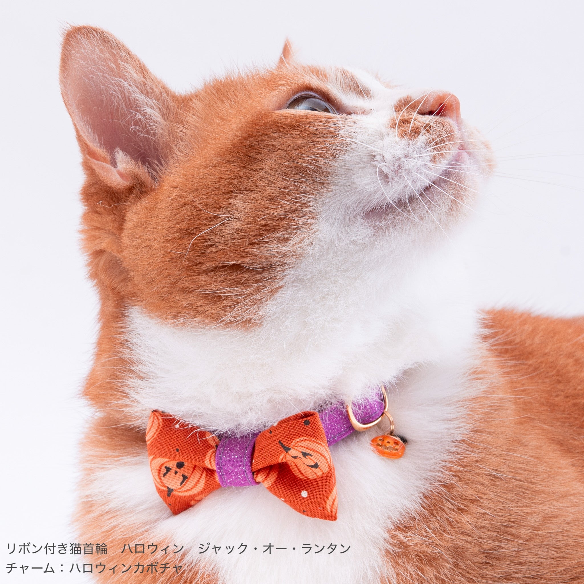 リボン付き猫首輪 ハロウィン プチ・パンプキン ブラック｜ぽぽねこ