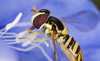 Field Test: Canon MP-E 65mm f/2.8 1-5x Macro | Popular Photography