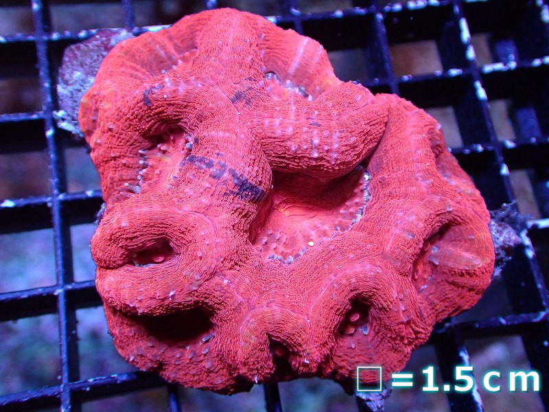 サンゴまとめ買い割引き10％〜20%OFF対象商品】 【サンゴ】【通販