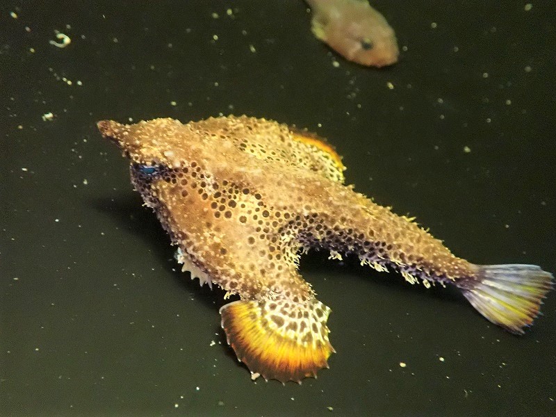 決算セール10％OFFクーポン対象個体】 【海水魚・バットフィッシュ