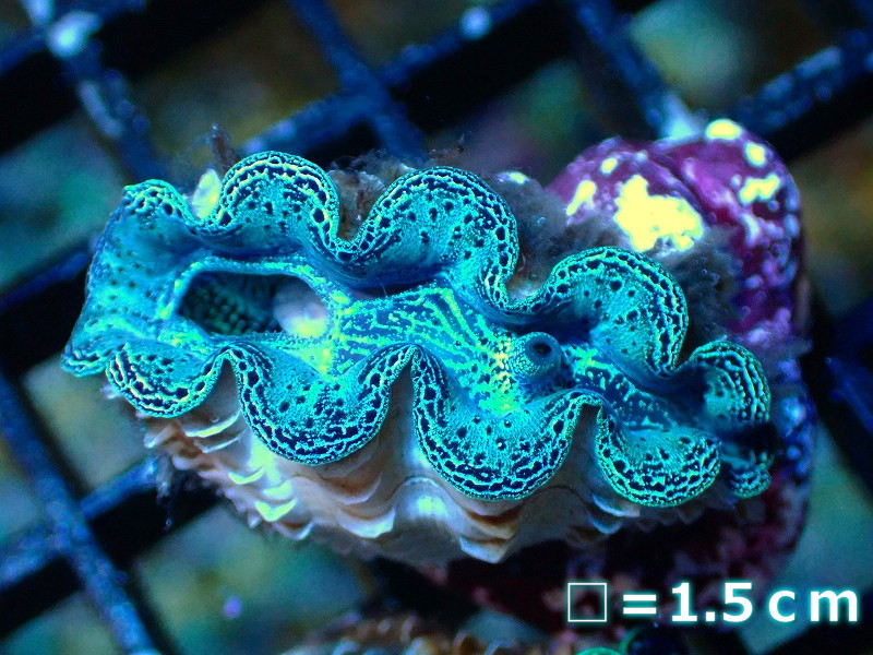 決算セール10％OFFクーポン対象個体】 【サンゴ】【沖縄産】ヒメ