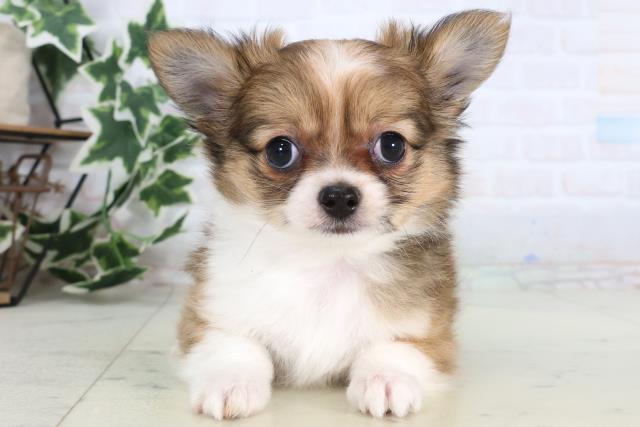 チワワ(レッドホワイト)の子犬を価格や特徴で探す|ペットショップ探す