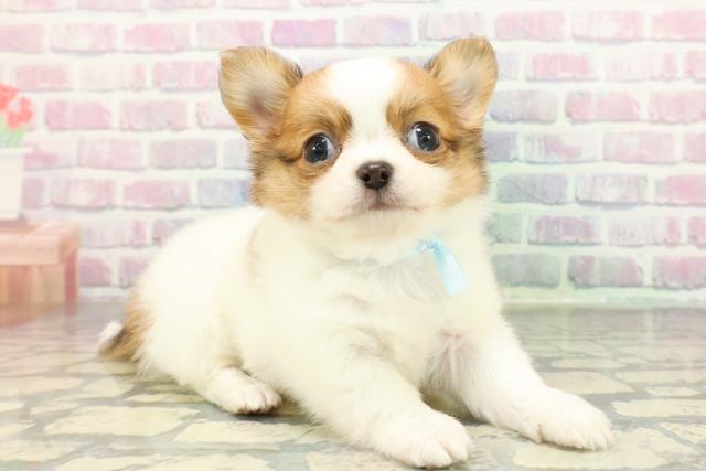 チワワ(ホワイトレッド)の子犬を価格や特徴で探す|ペットショップ探す