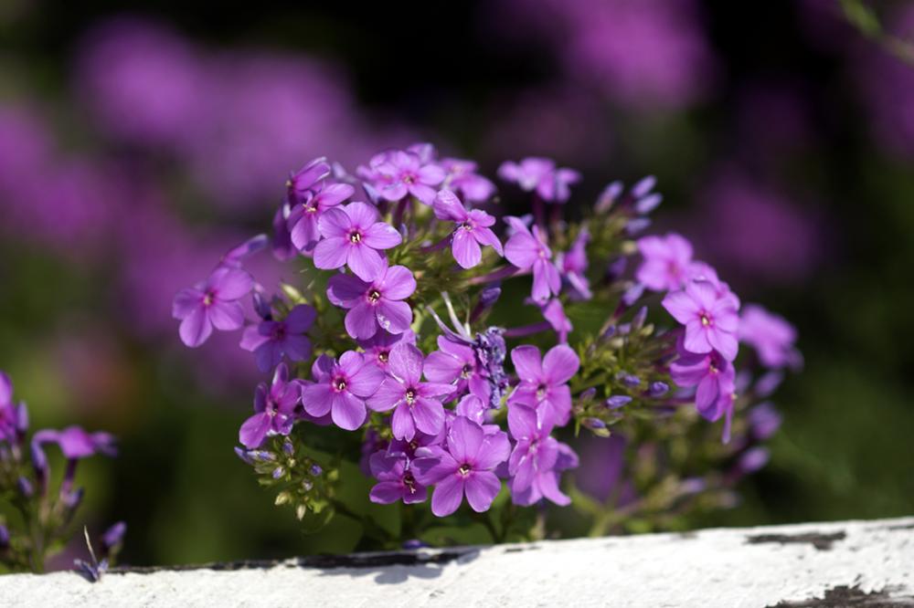 レンズ(単焦点) PENTAX SMC Macro Takumar 100mm F4 C028 PENTAX SMC
