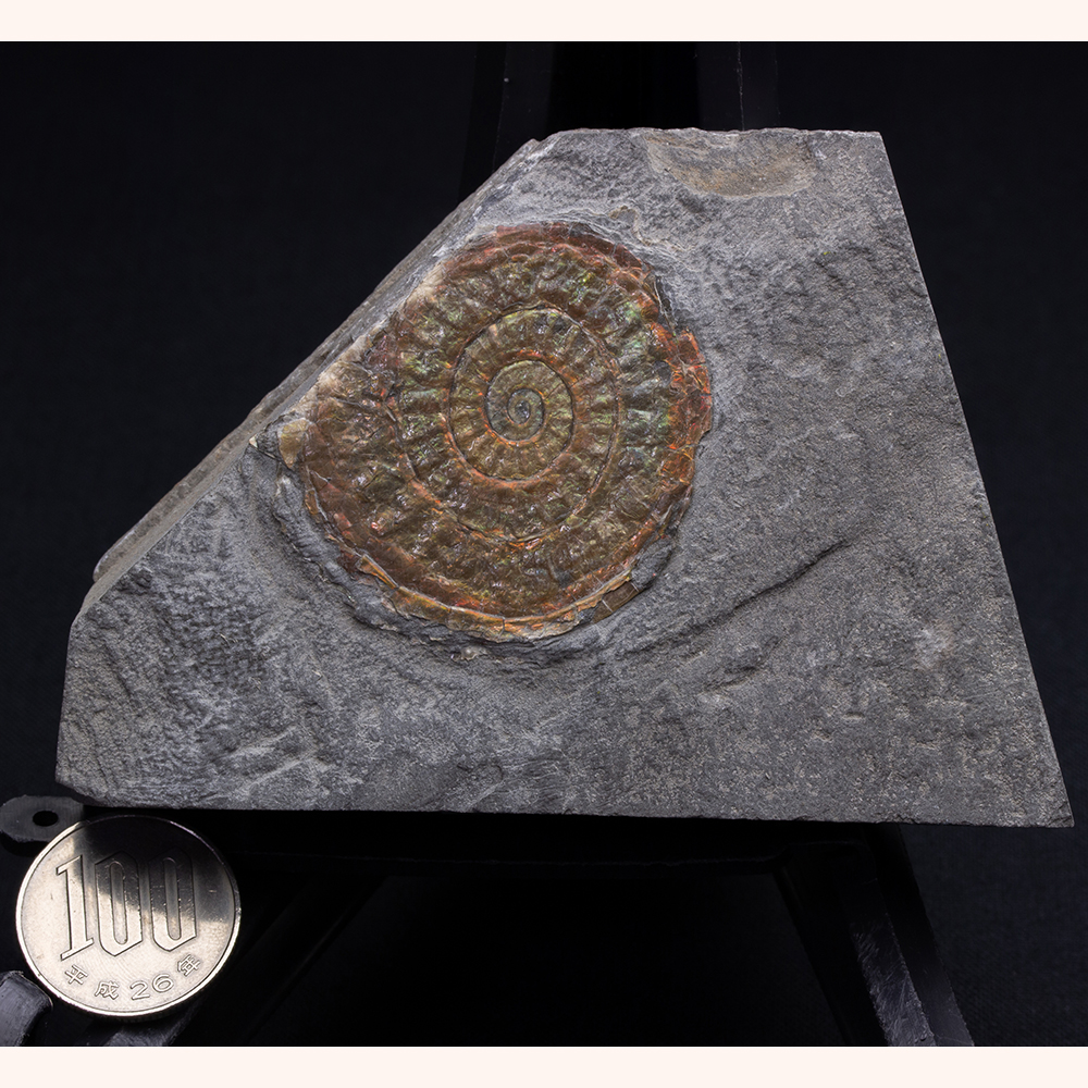 カロセラス039｜恐竜・化石グッズの専門店 ふぉっしる