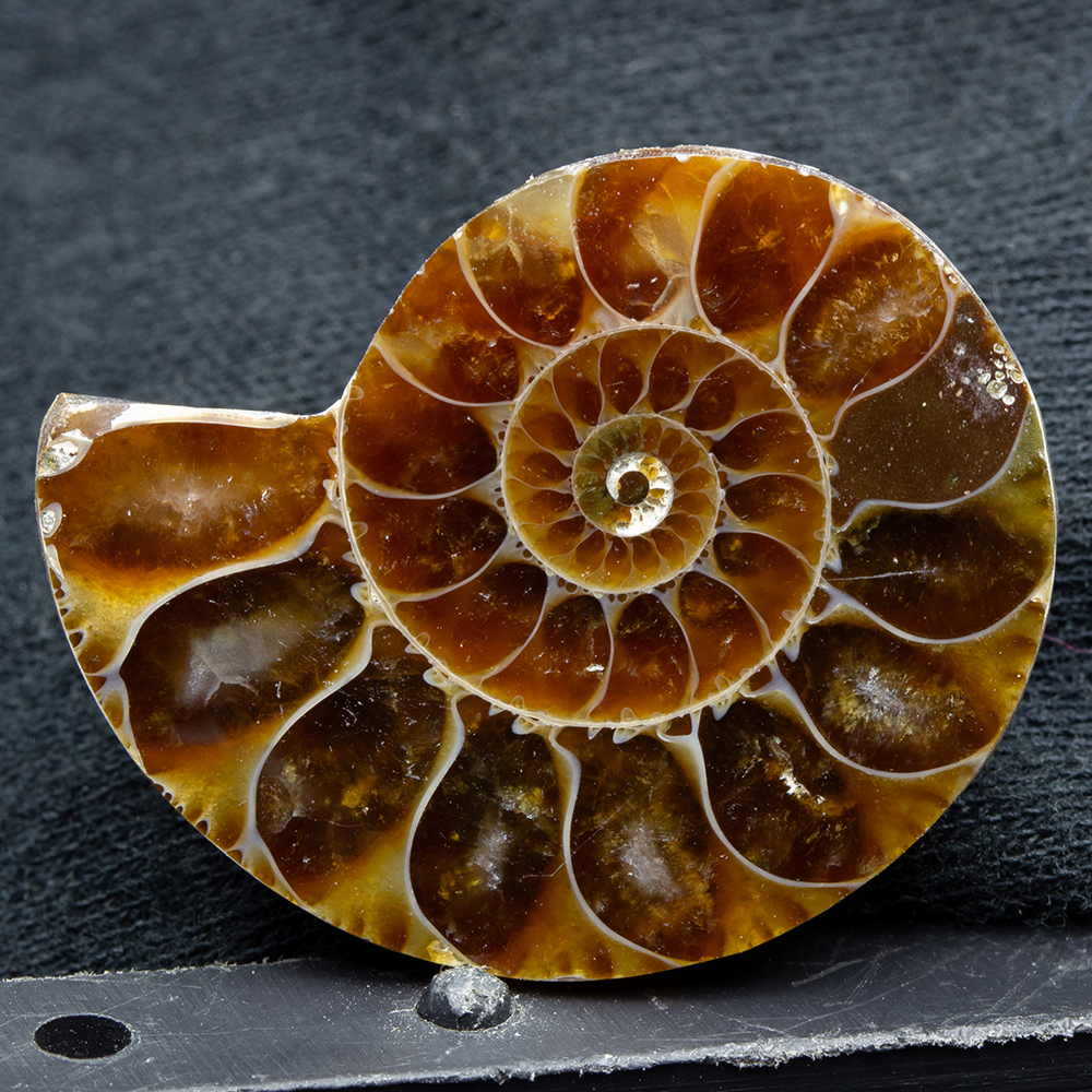 アンモナイト3個セット006｜恐竜・化石グッズの専門店 ふぉっしる