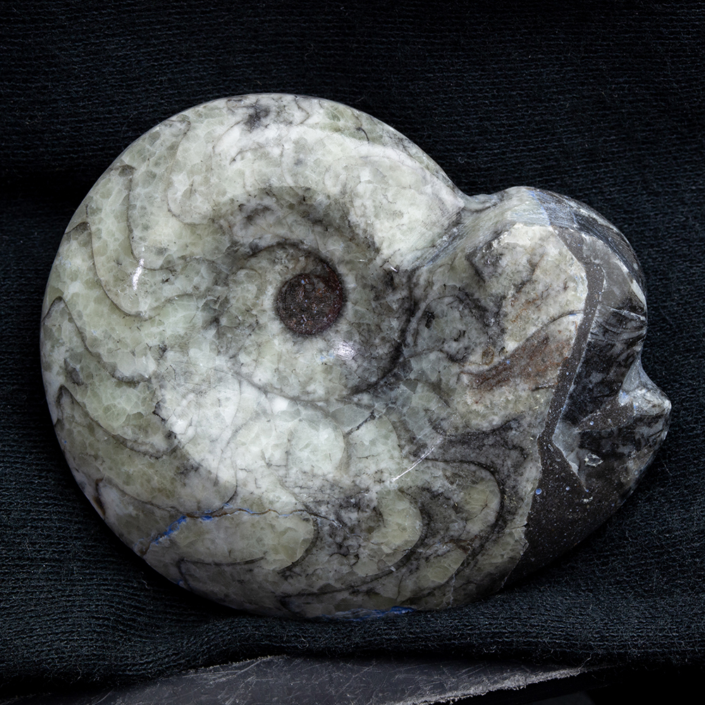 アンモナイト3個セット017｜恐竜・化石グッズの専門店 ふぉっしる