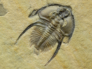 アメリカ産三葉虫｜恐竜・化石グッズの専門店 ふぉっしる