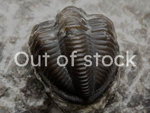 恐竜・化石グッズの専門店 ふぉっしる